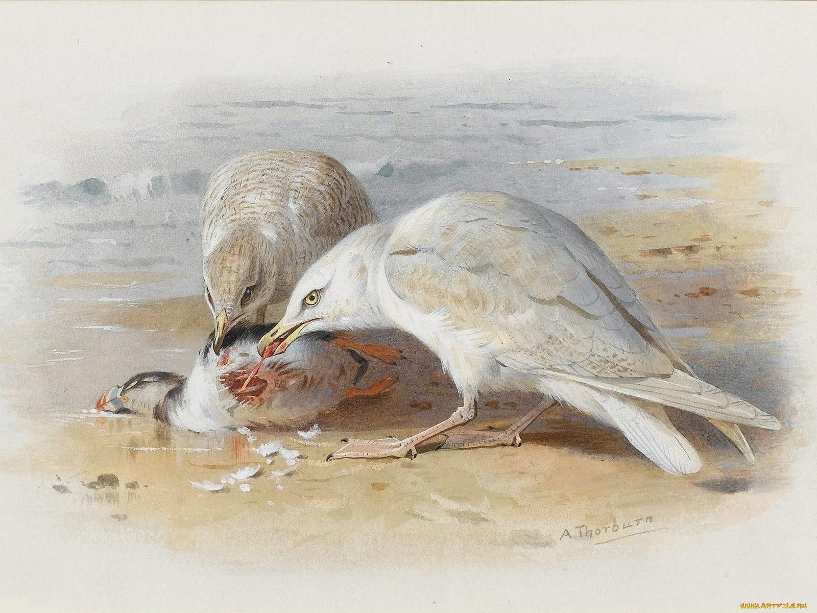 , archibald, thorburn